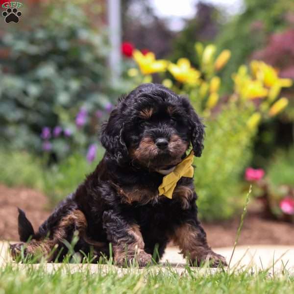Alex, Cavapoo Puppy